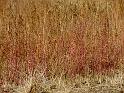 varie (11)